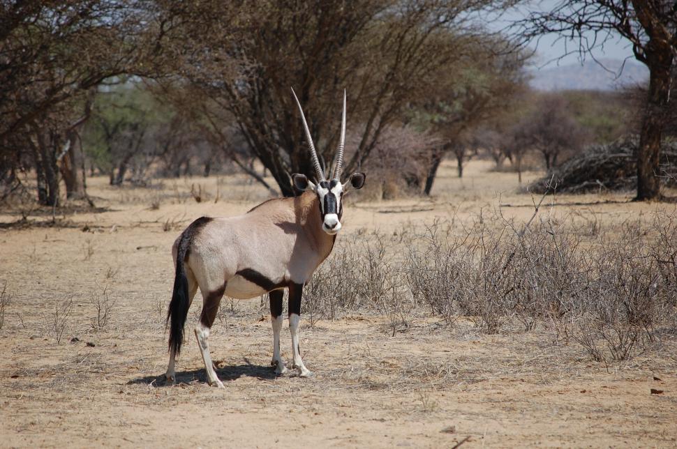 Free Image of Gemsbok - Oryx  
