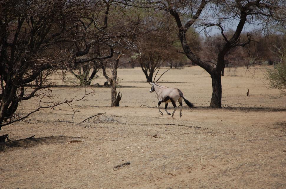 Free Image of Gemsbok - Oryx - Running away 