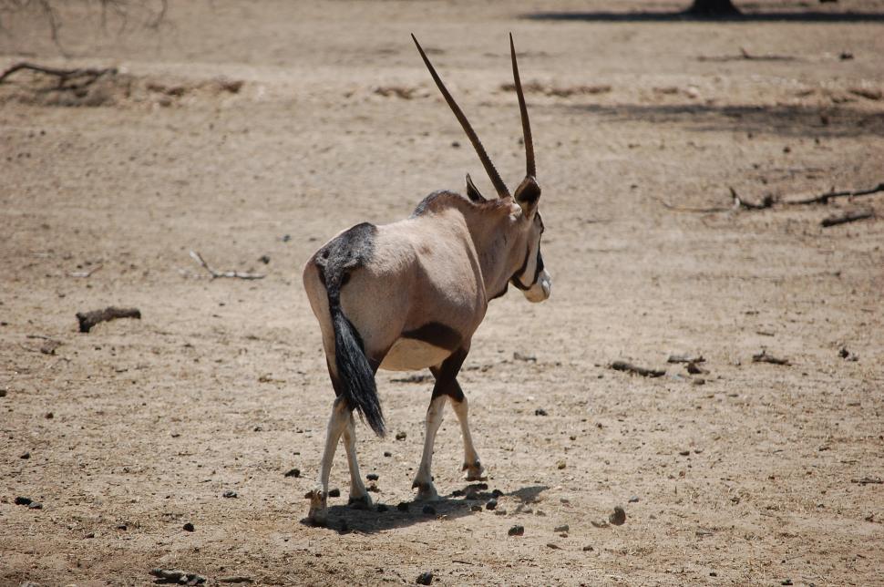 Free Image of Gemsbok - Oryx - Walking away 