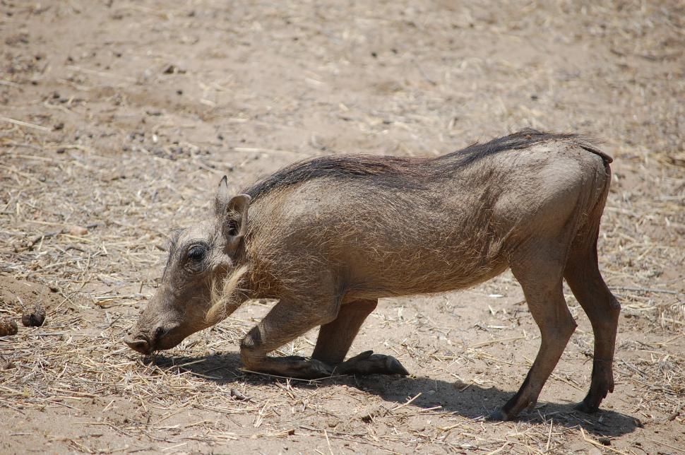 Free Image of Warthog, Africa 