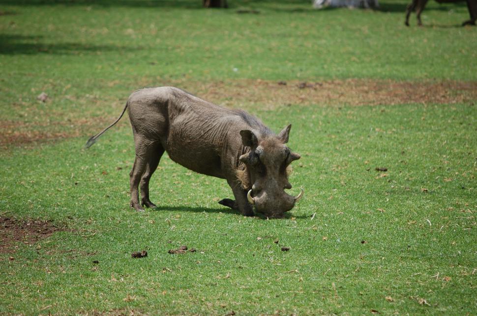 Free Image of Warthog on grass 