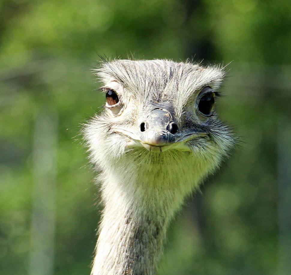 Free Image of Ostrich Head 
