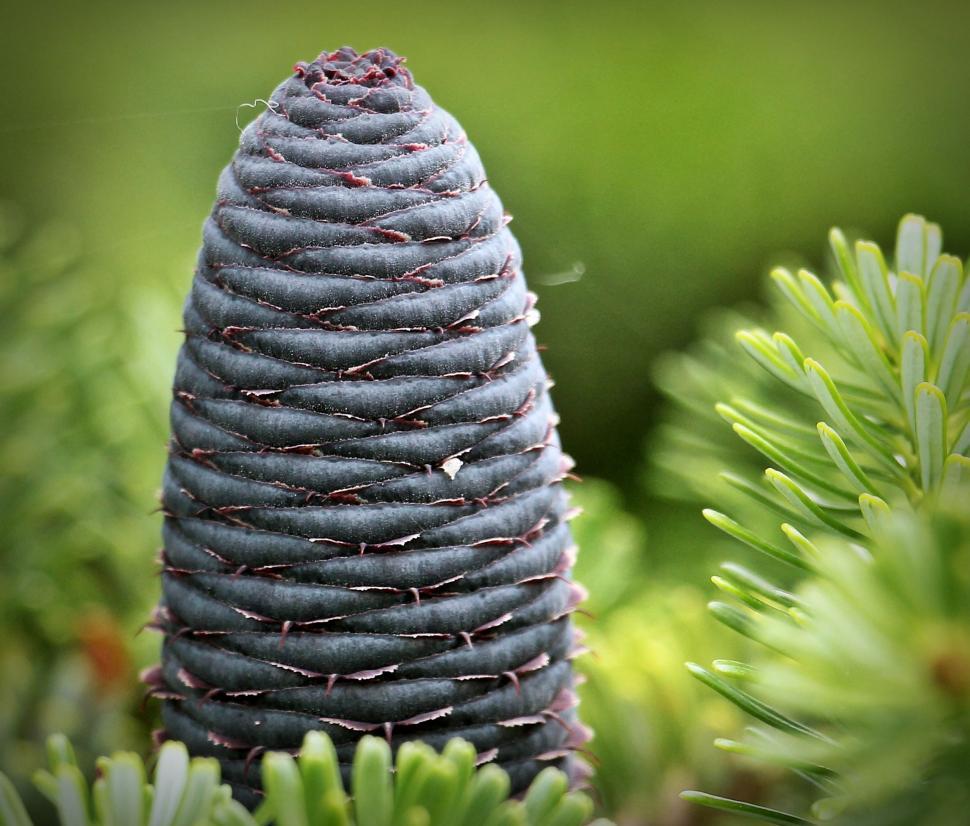 Free Image of Immature pine tree cone 