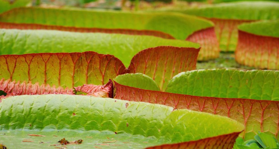 Free Image of Large Lily Pads 