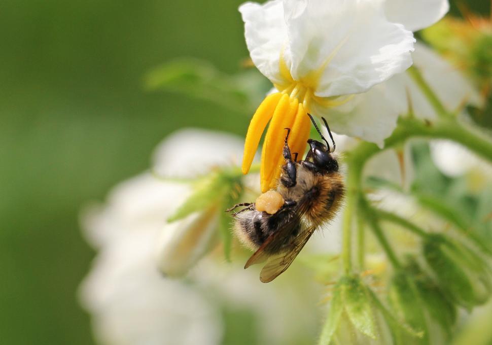 Free Image of Pollenating bee on a flower 