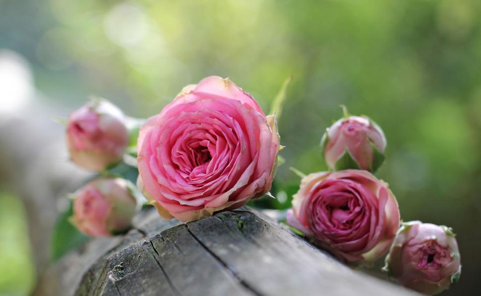 Free Image of Pink roses on a log 