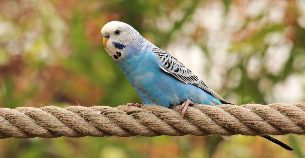 Free Image of Parakeet on a Rope Perch 