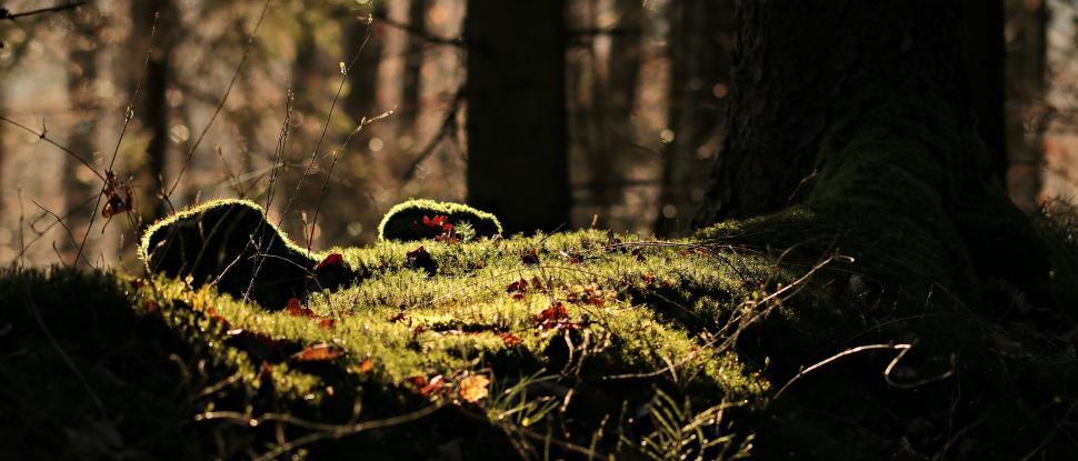 Free Image of Sun on forest moss 