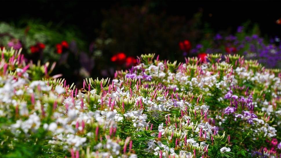 Free Image of Spider Flowers In A Garden 