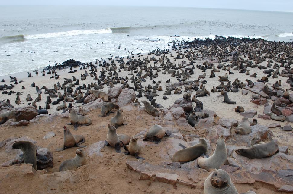 Free Image of Seals of Cape Cross Namibia  