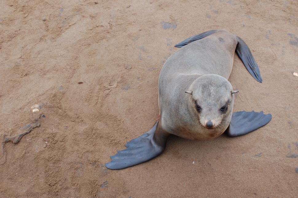Free Image of One Seal, Cape Cross Namibia  
