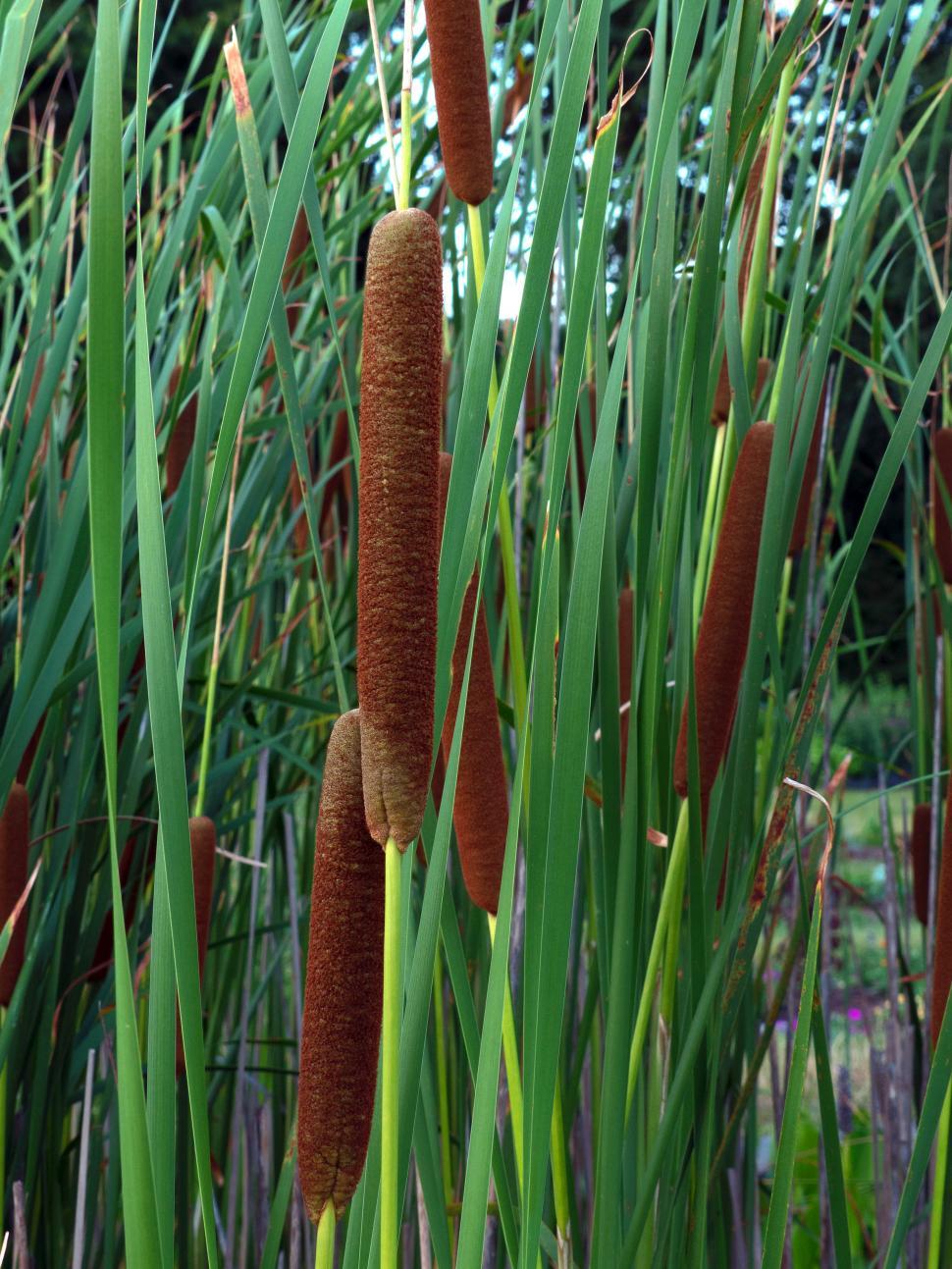 Free Image of Cattail Female Flowers 