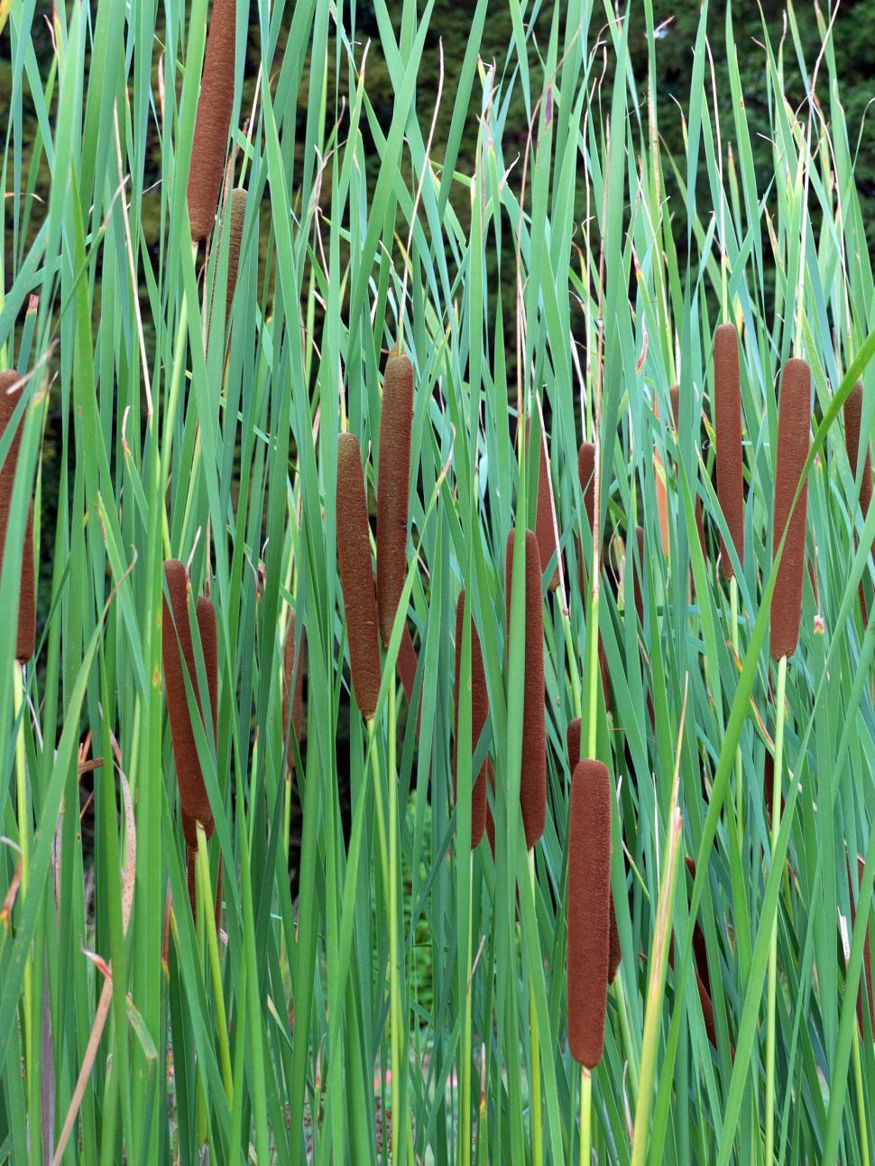 Free Image of Cat Tail Plants 