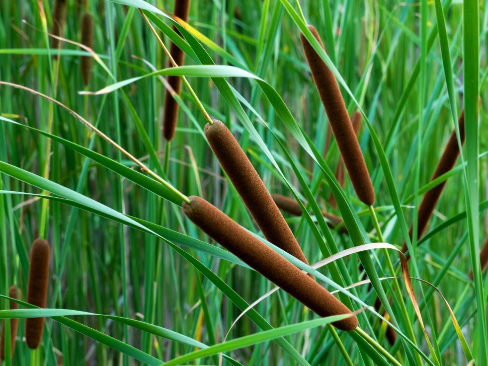 Free Image of Cat Tail Weed 
