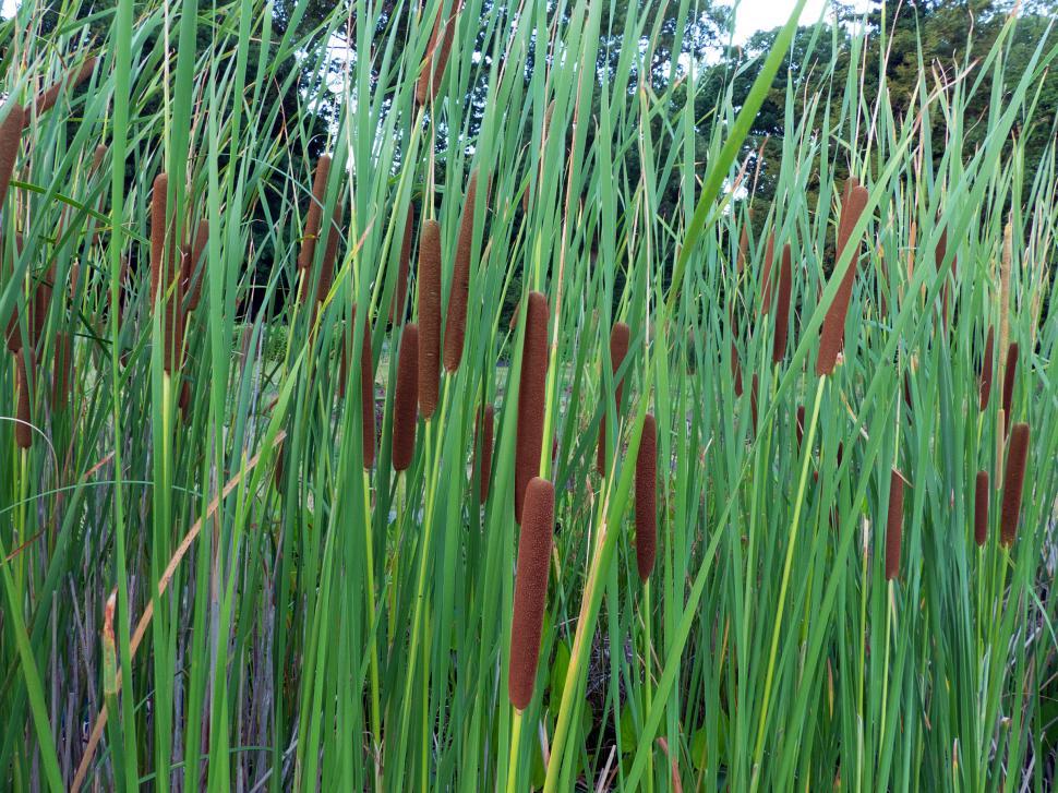 Free Image of Cat Tail Grass 