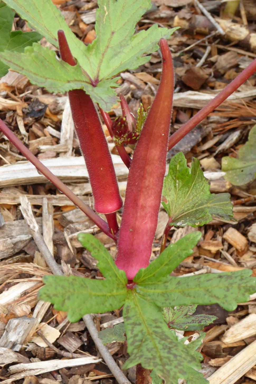 Free Image of Red Okra Plants In A Garden 