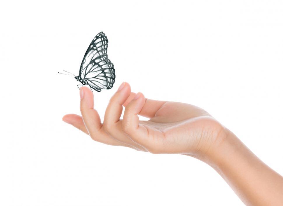 Free Image of Butterfly Resting on Fingertip - Fragility Concept 