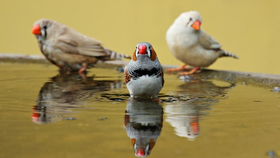 Free Image of Finch birds on a birdbath 