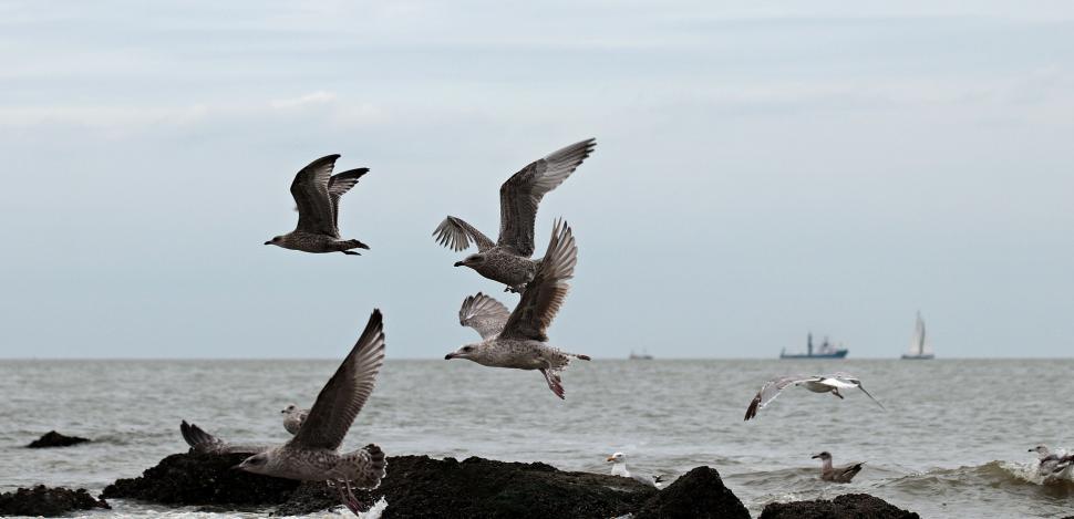 Free Image of Seagulls in a group at the beach 