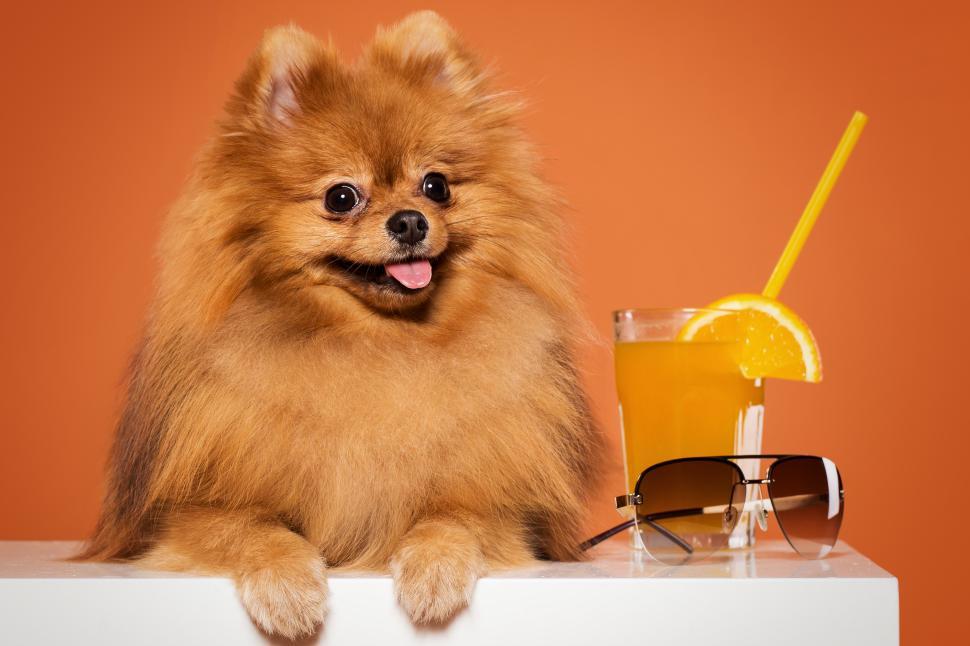 Free Image of Cute spitz with juice 