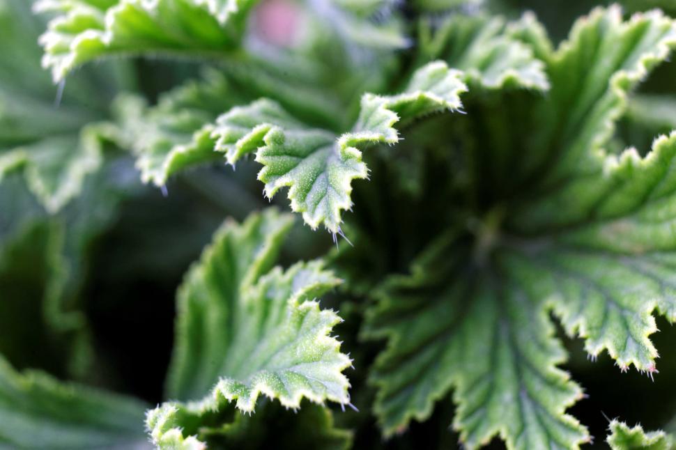 Free Image of Geranium leaf 