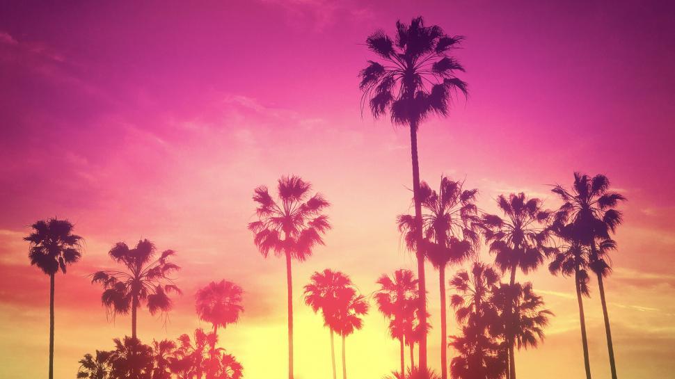 Free Image of Palm Trees - Summer - Tropical Sunset 