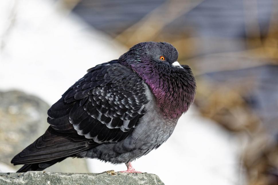 Free Image of Side view of a Pigeon 