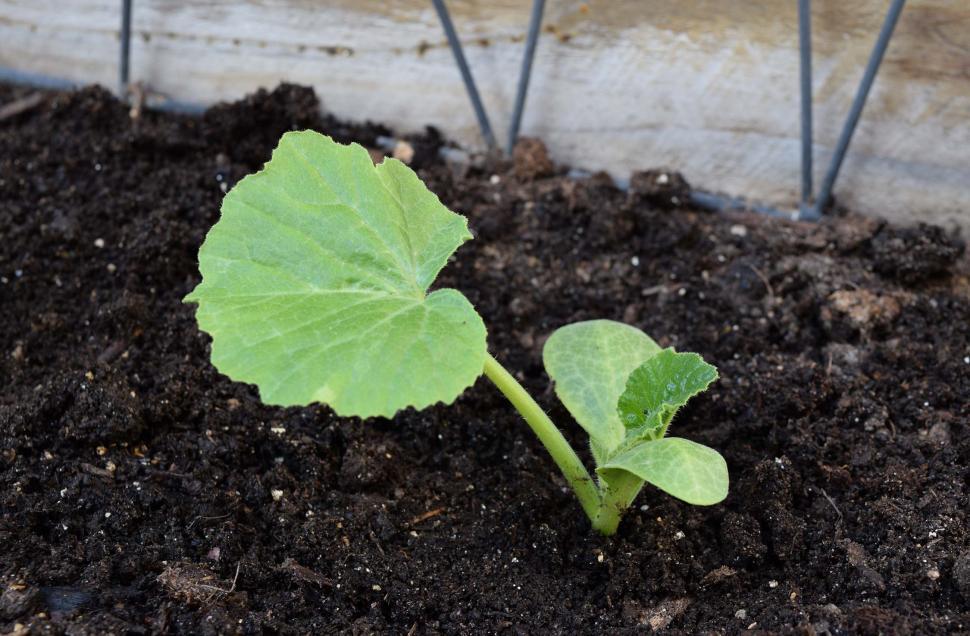 Free Image of Squash sprout 
