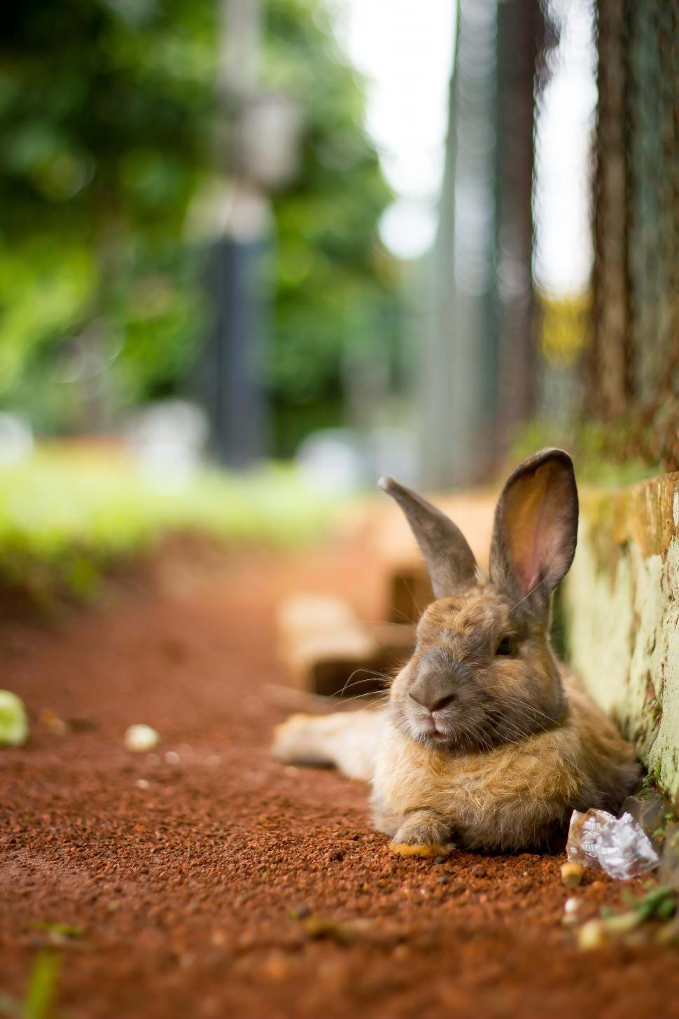 Free Image of Brown rabbit on relax Brown rabbit on relax 