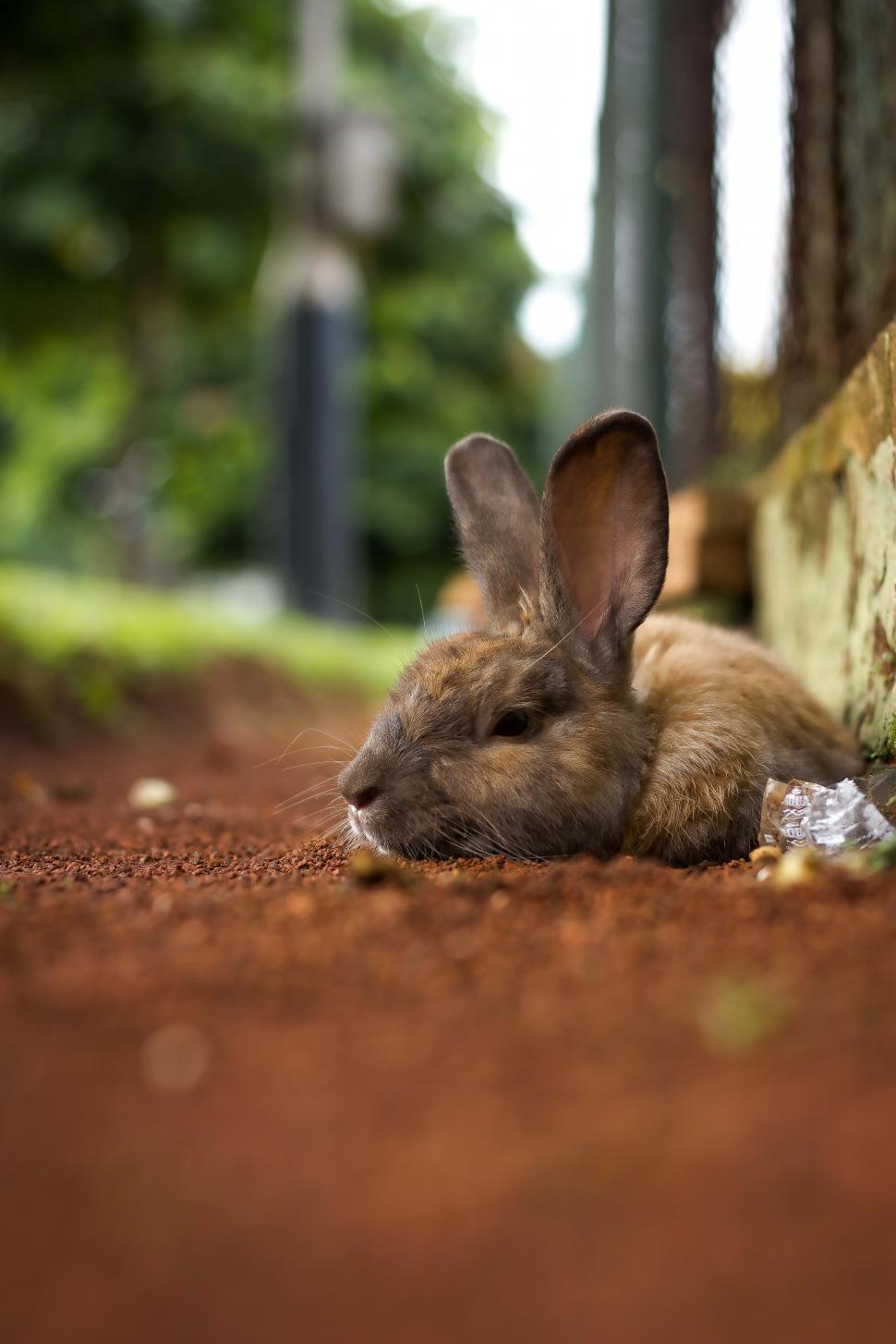 Free Image of Brown rabbit on relaxing 