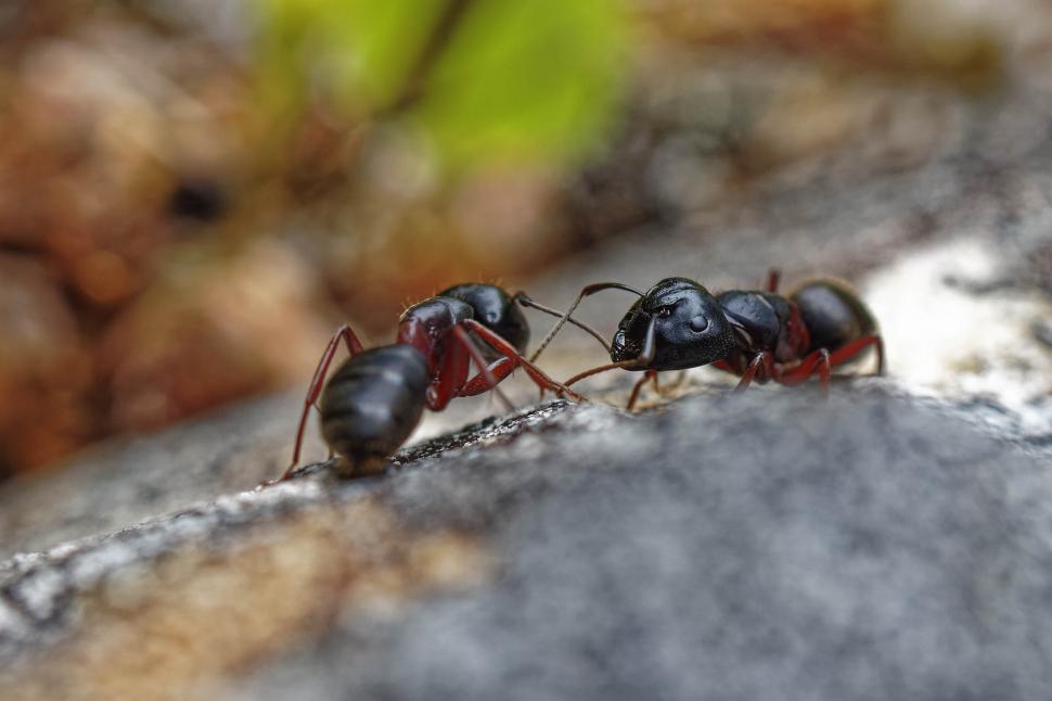 Free Image of Carpenter ants on a rock 