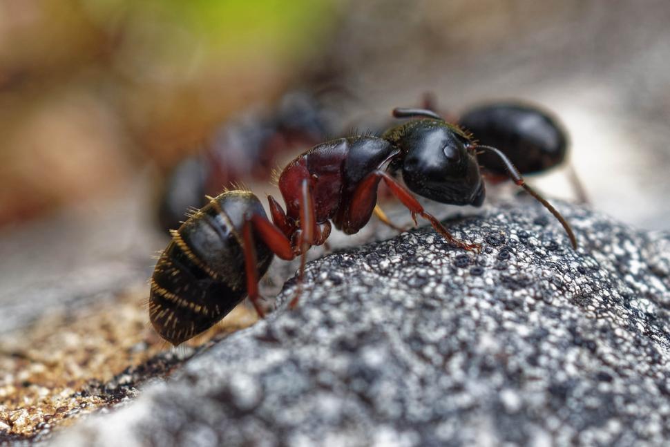 Free Image of Ants 