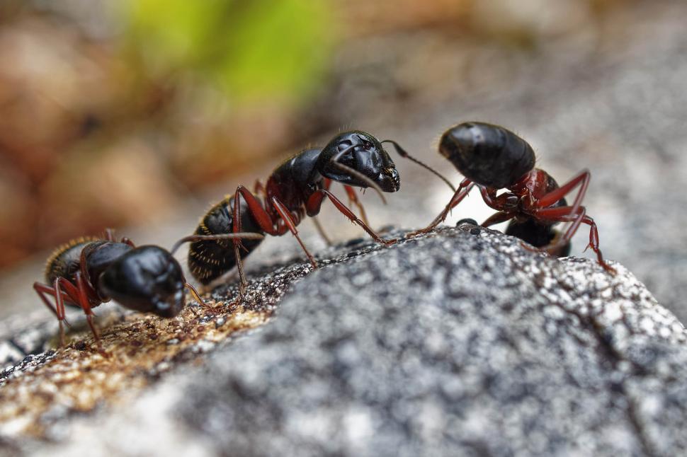 Free Image of Carpenter Ants 