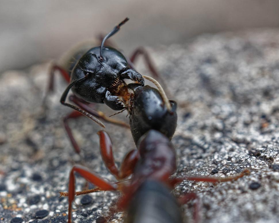 Free Image of Carpenter ants communicating 