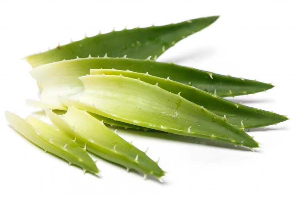 Free Image of Aloevera on the table 