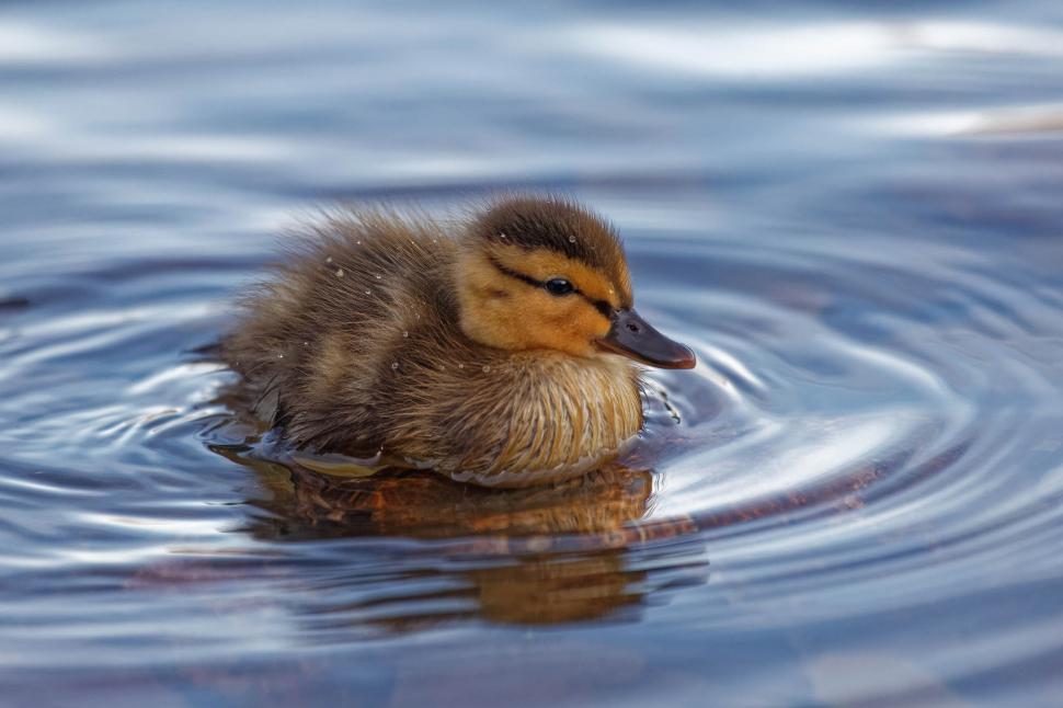 Free Image of Baby Duck 