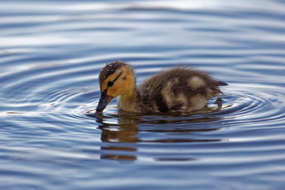 Free Image of Wet duckling 