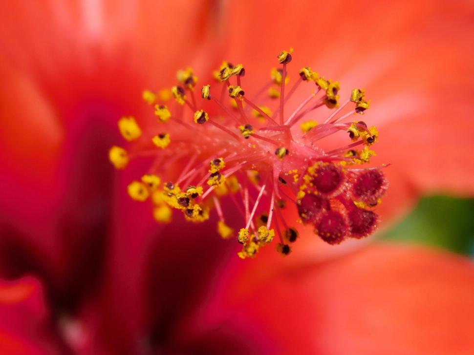 Free Image of red hibiscus flower  