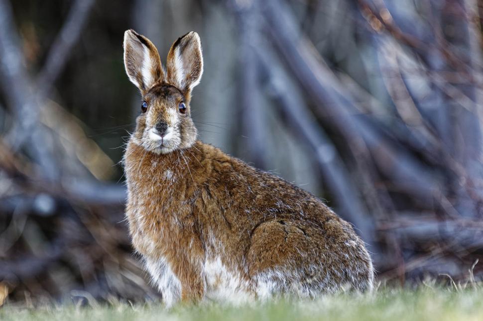 Free Image of Snowshoe Hare 