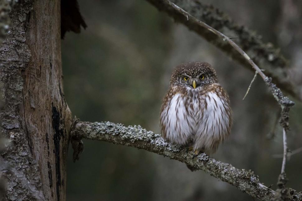 Free Image of Eurasian pygmy owl  