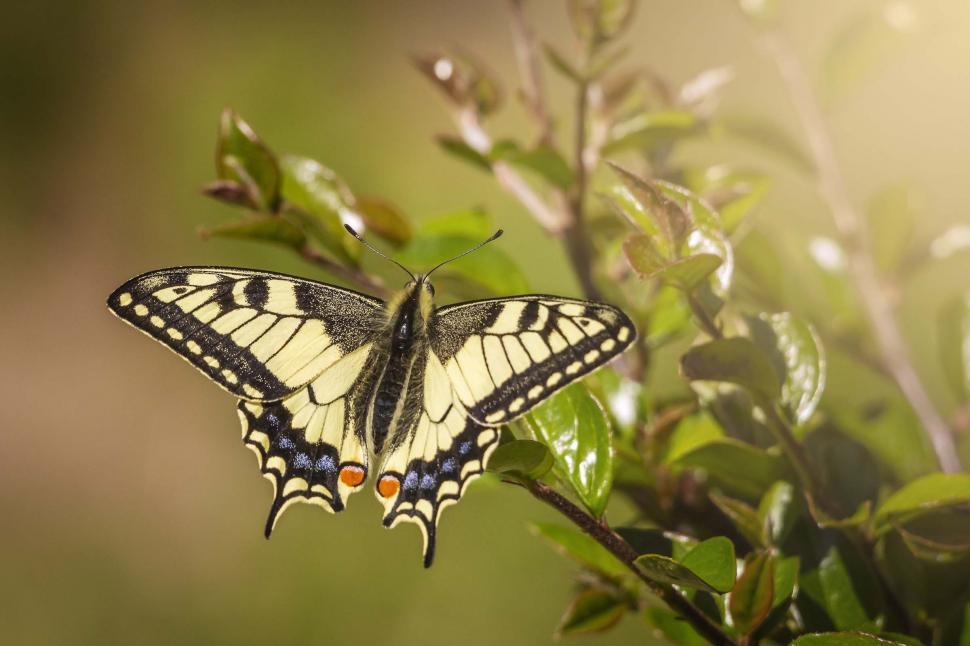 Free Image of Old world swallowtail   