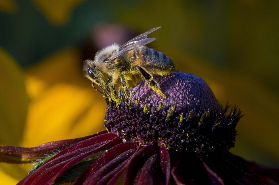 Free Image of Western honey bee  