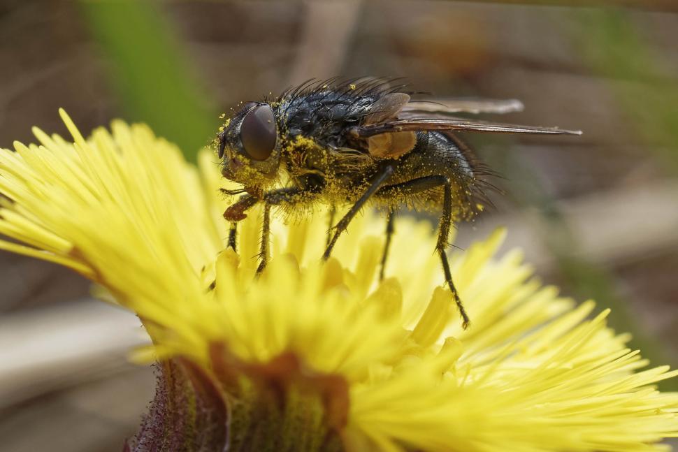 Free Image of Fly on a flower 