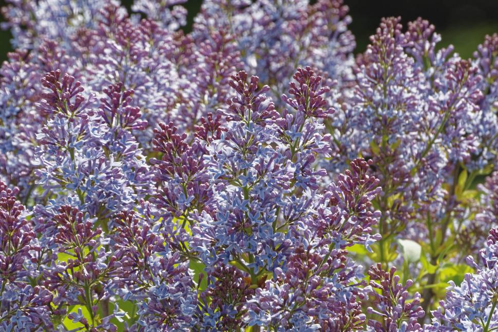 Free Image of Lilac shrub 