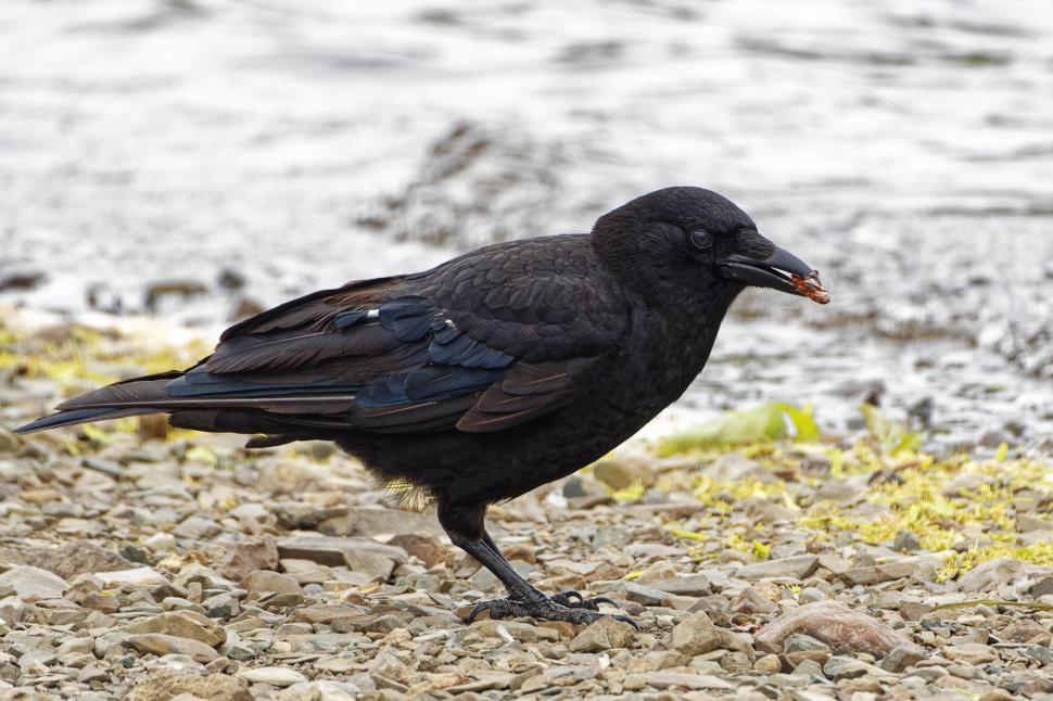 Free Image of American Crow 