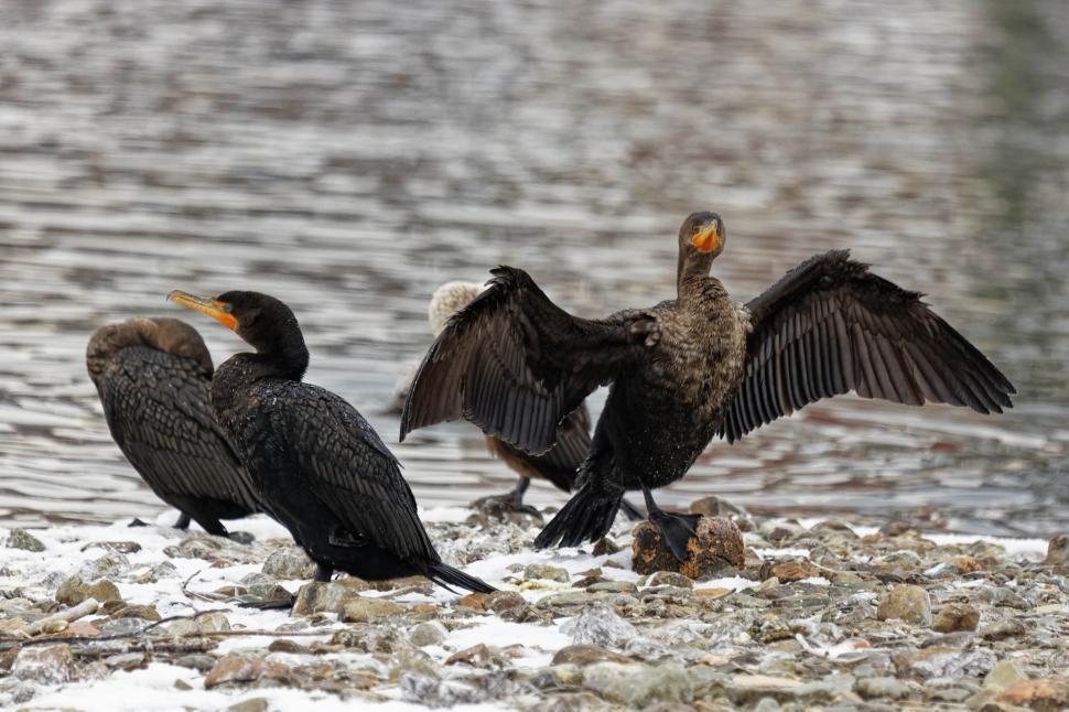 Free Image of cormorant drying its wings 