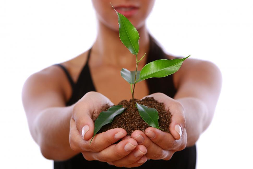 Free Image of woman hands taking green plant 