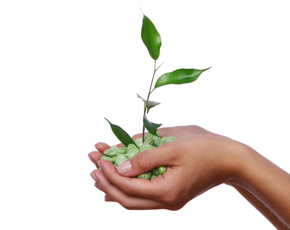 Download Free Stock Photo of green plant sprout in the hands 