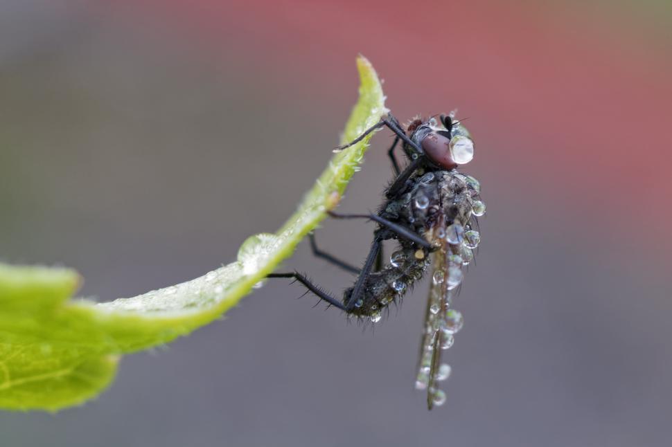 Free Image of Wet fly 