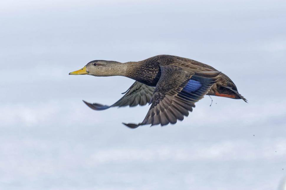 Free Image of Duck in flight 